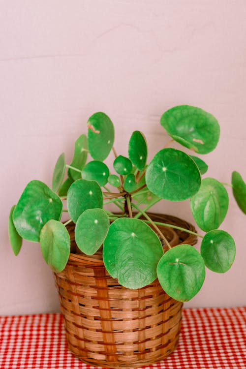 Fotos de stock gratuitas de cacerola, hojas verdes, pared blanca