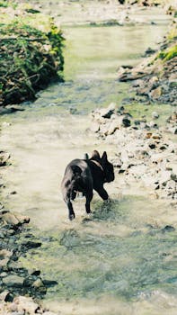 阳光明媚的日子里，法国斗牛犬在森林溪流边悠闲地散步
