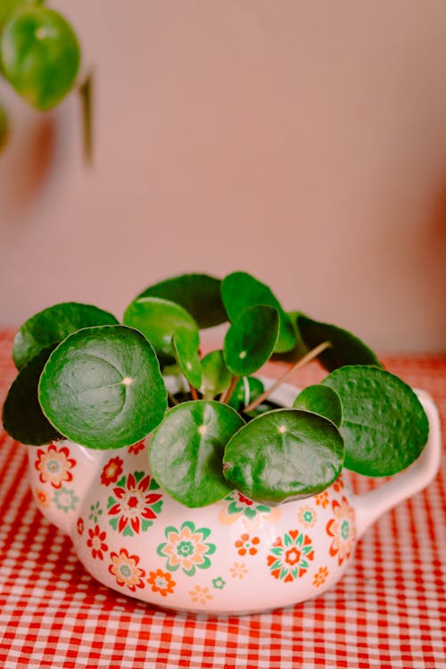 Free A Green Plant on a Ceramic Pot Stock Photo