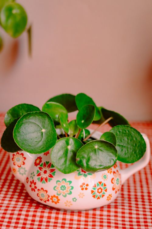Free Close-up of a pilea plant in a floral-patterned ceramic pot on a red checkered surface. Stock Photo