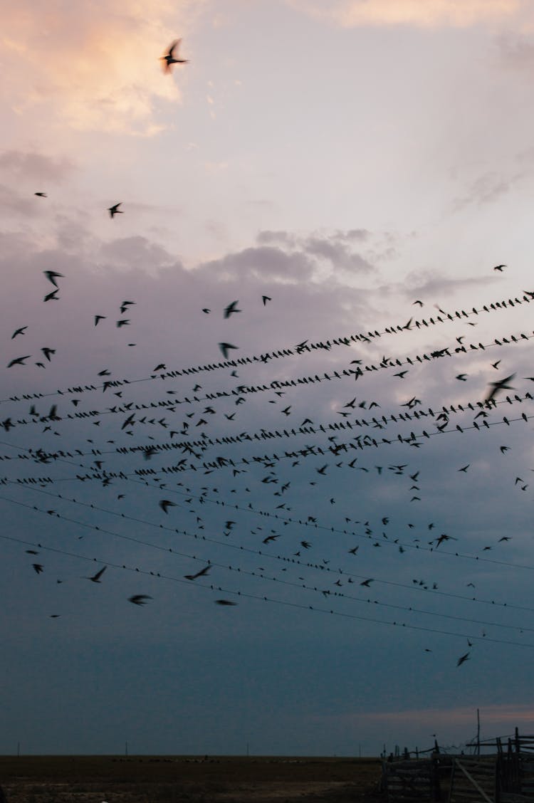 Birds Flying And Perching On Electrical Lines