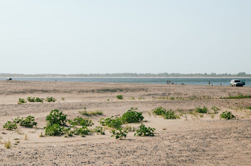 Bezpłatne Darmowe zdjęcie z galerii z morze, plaża, rośnięcie Zdjęcie z galerii