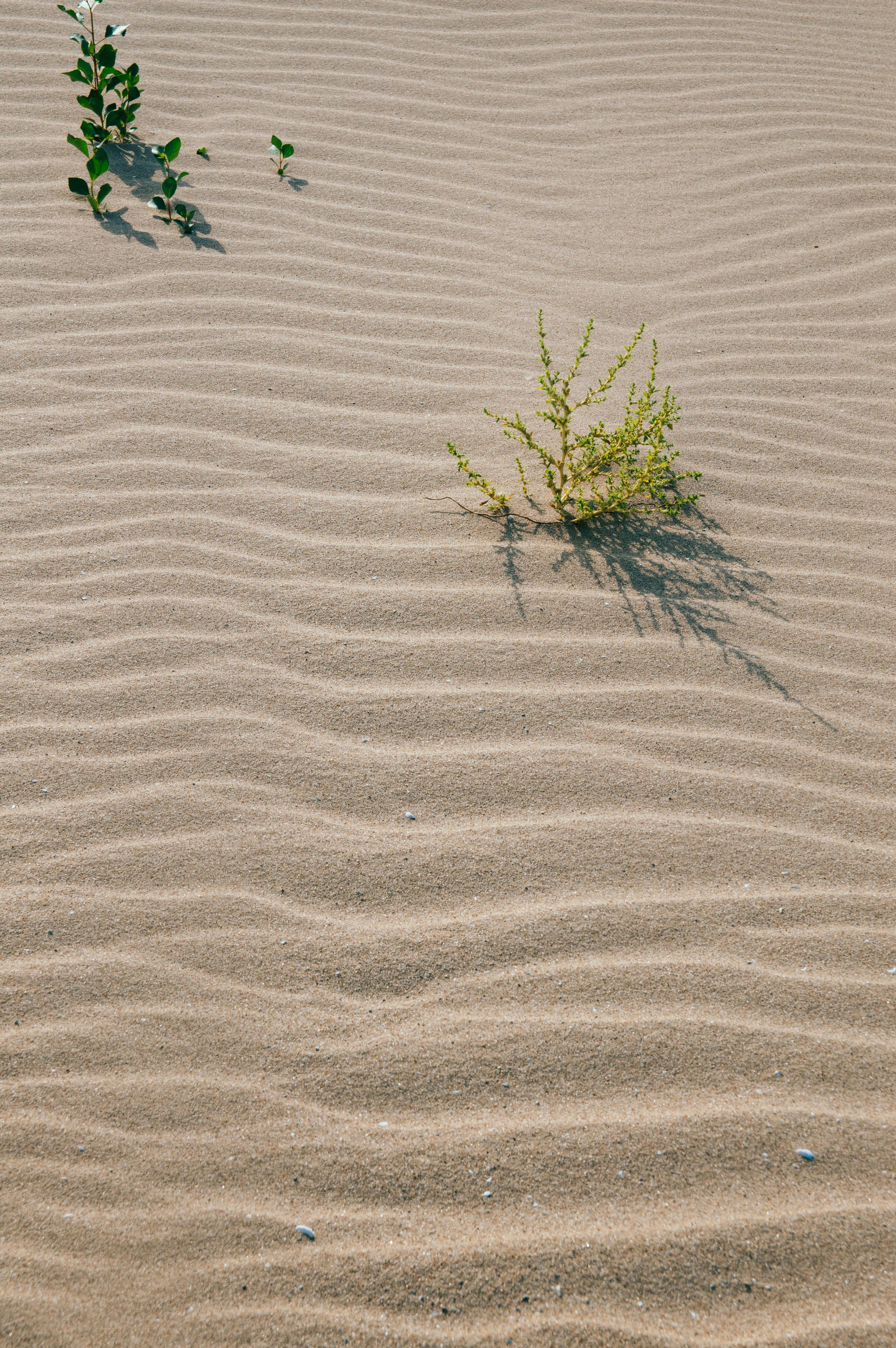 Close-up of rippled sand with green plants in Astrakhan, highlighting natural patterns.
