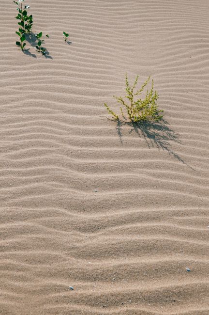 Close-up of rippled sand with green plants in Astrakhan, highlighting natural patterns.