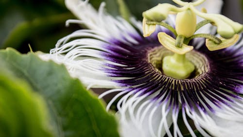 Fiore Della Passione Bianco E Viola