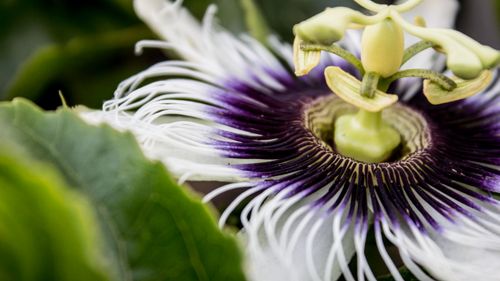 Purple and white passionflower in full bloom.