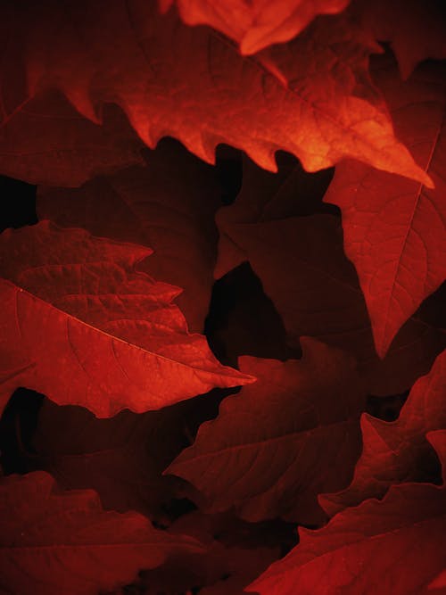 Fotobanka s bezplatnými fotkami na tému červené listy, jeseň, jesenná tapeta