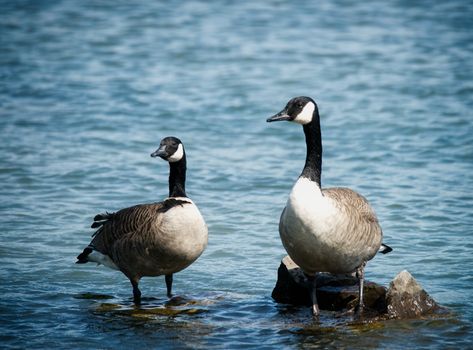 Two Canada Geese standing on rocks by the water at Niagara Falls, Ontario.