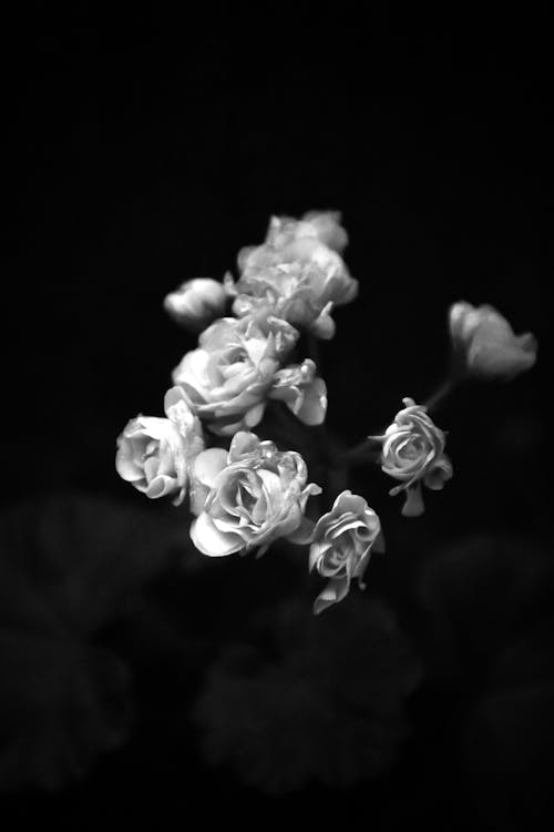 Darmowe zdjęcie z galerii z czarno-biały, fotografia kwiatowa, kwiaty