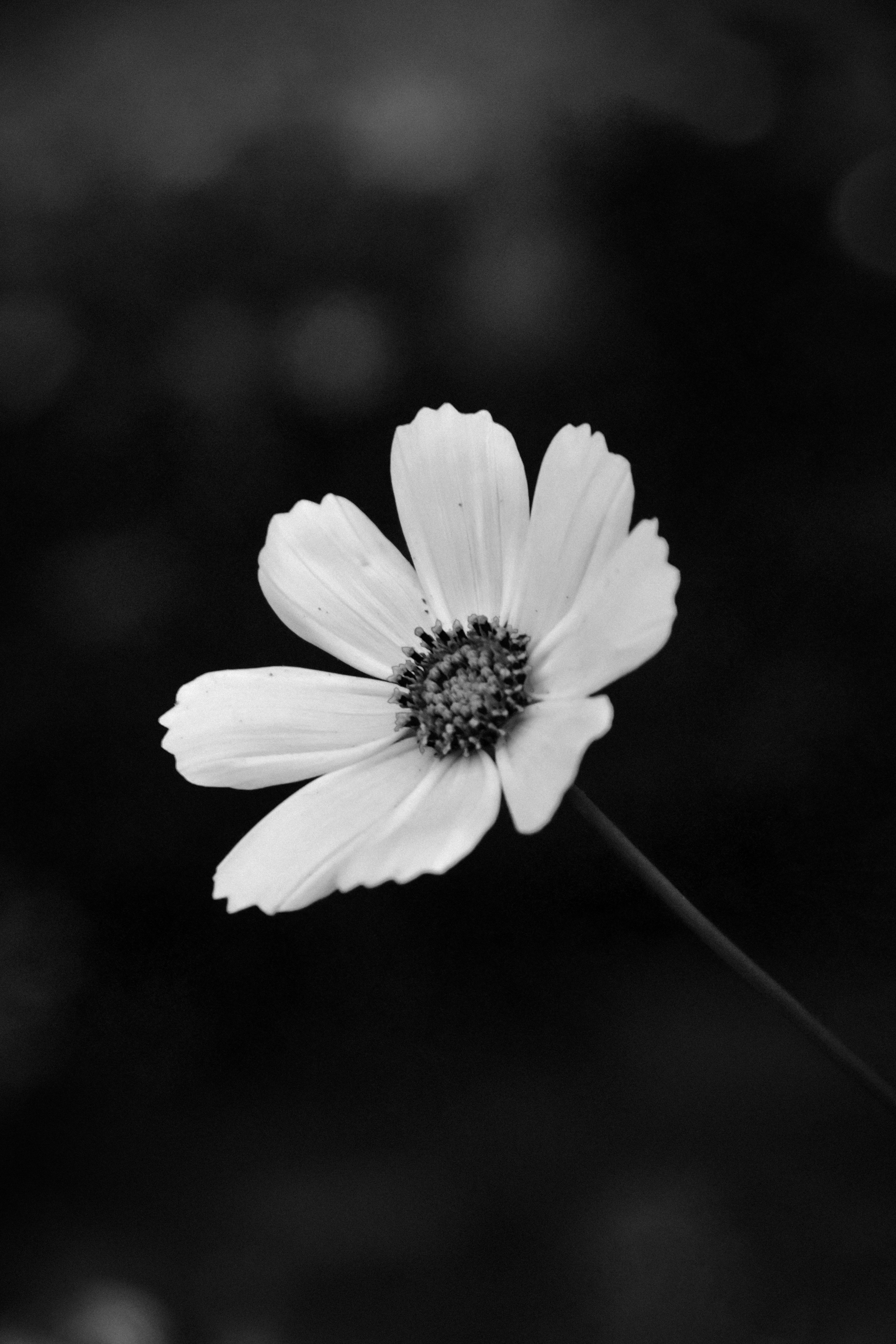 Artistic black and white close-up of a solitary flower, showcasing delicate petals.