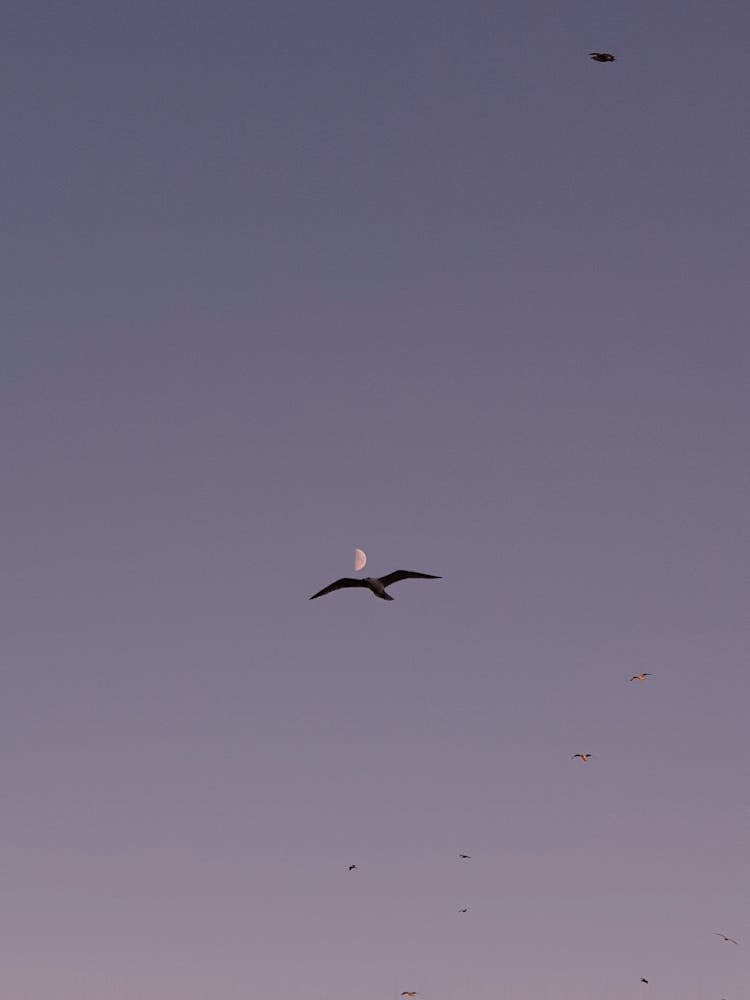 Bird Against Evening Sky With Moon