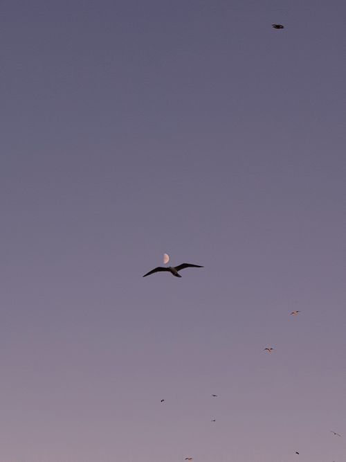 Free A serene image capturing birds flying across a moonlit evening sky. Stock Photo