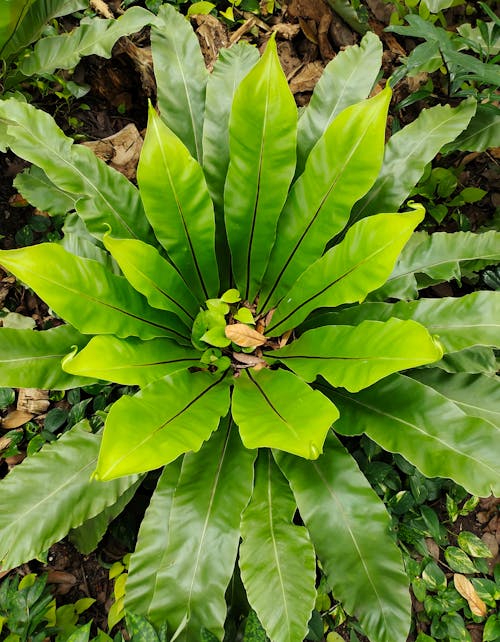 Imagine de stoc gratuită din ferigă, feriga de plante, floră