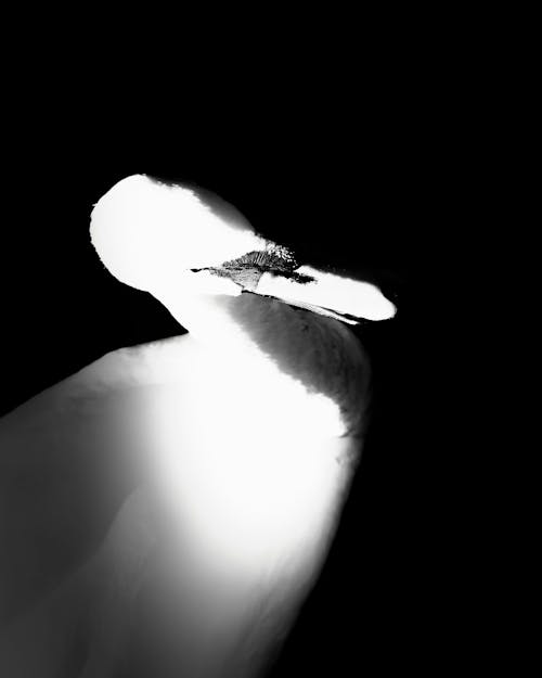 Free stock photo of 35mm, black white, bw