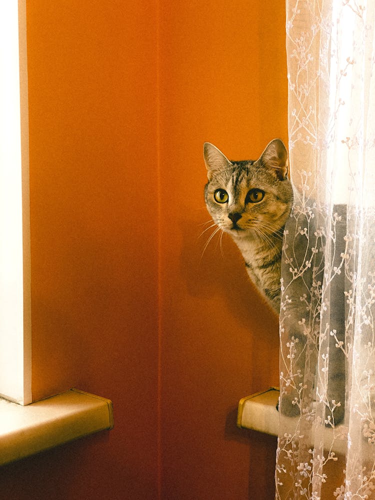 Kitten Standing On Windowsill Peeking From Behind Curtain