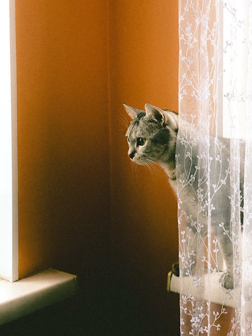 Gray Tabby Cat on a Standing Window Sill