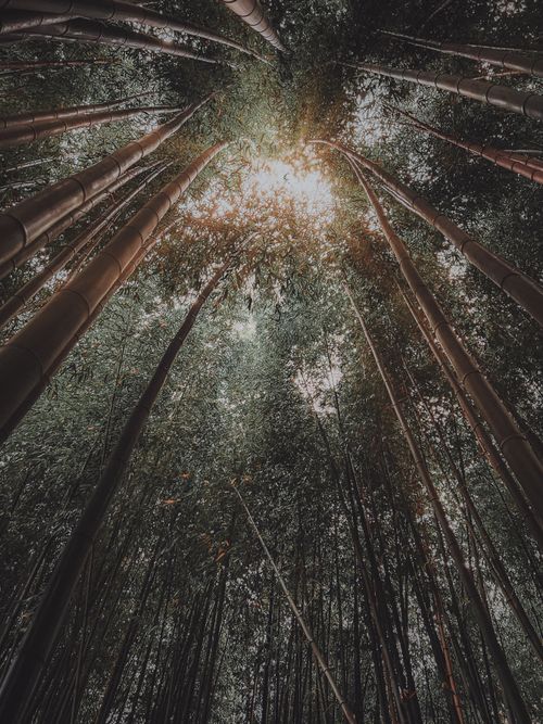 Free Captivating view of bamboo trees in Sochi, Russia with sunlight filtering through the leaves. Stock Photo