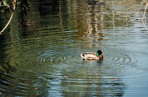 Free stock photo of animals, birds, duck Stock Photo