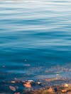 Free stock photo of calm, calm waters, coral Stock Photo