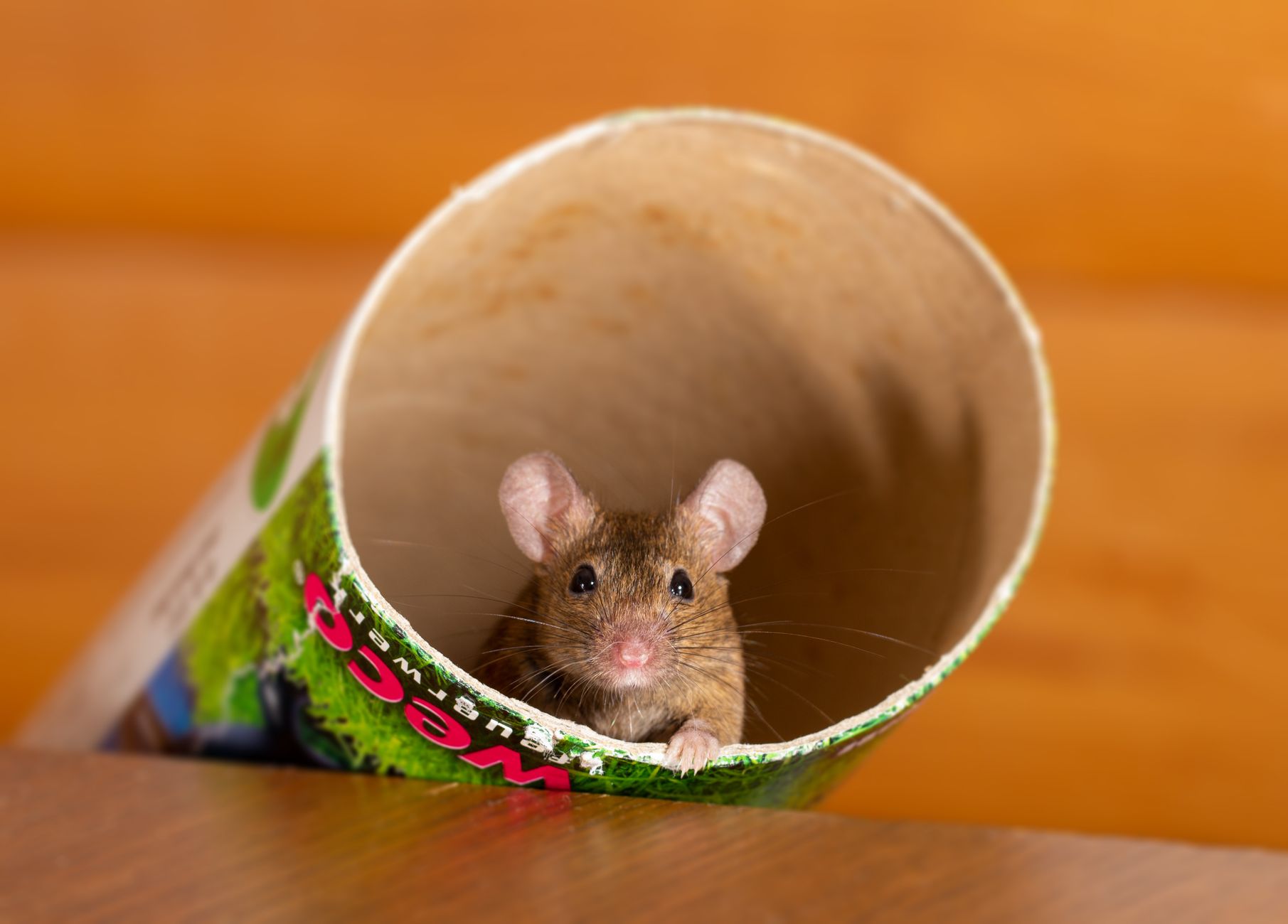 Adorable brown mouse peering out from inside a cardboard tube against a wooden background.