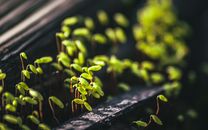Green Plant on Gray Concrete