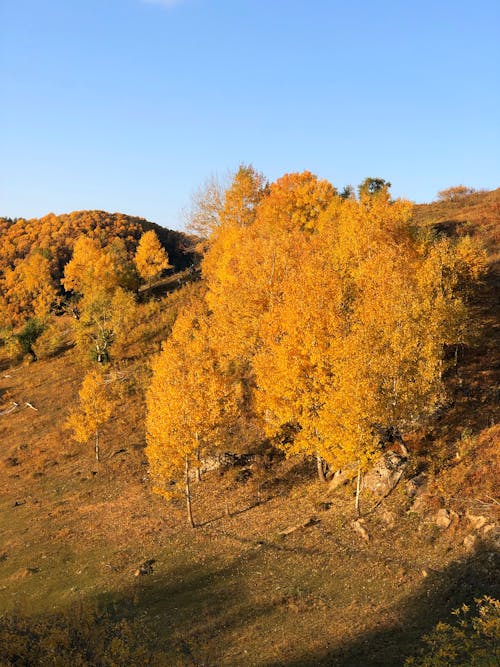 açık hava, ağaçlar, arazi içeren Ücretsiz stok fotoğraf