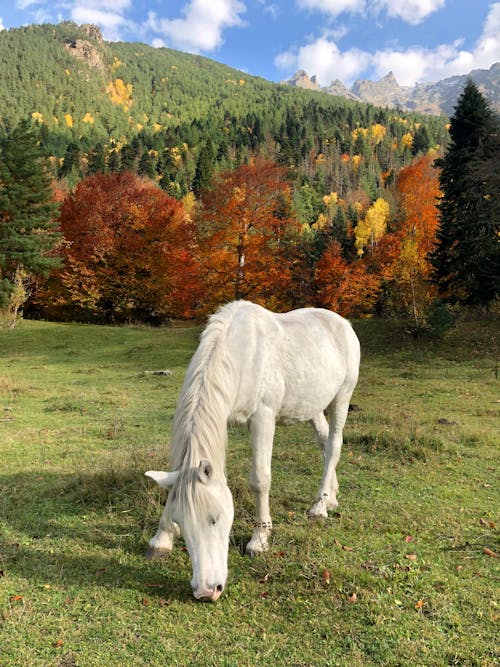 White Horse on a Pasture
