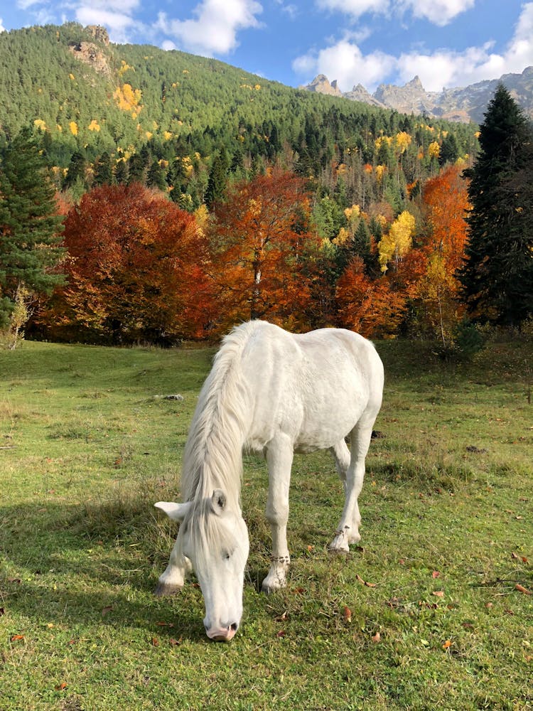 White Horse On A Pasture