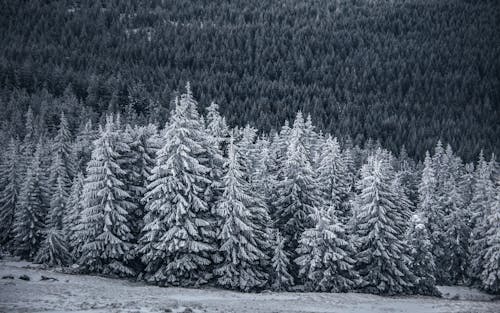 Pine Trees Covered With Snow