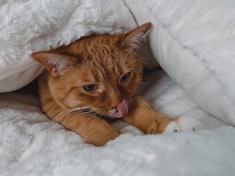 Why cats knead blankets: evolutionary and emotional reasons