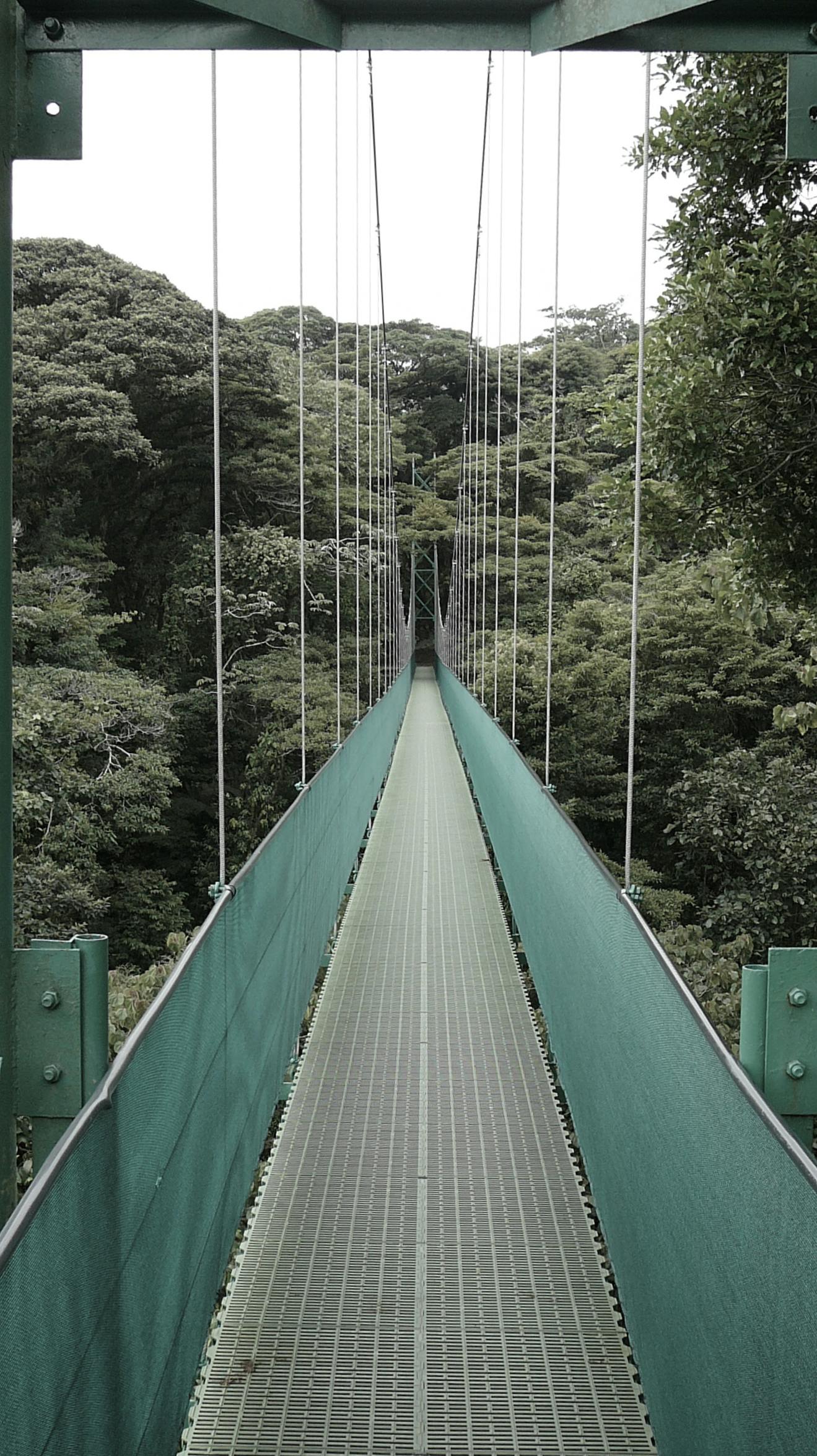 Free stock photo of bridge, footbridge, forest