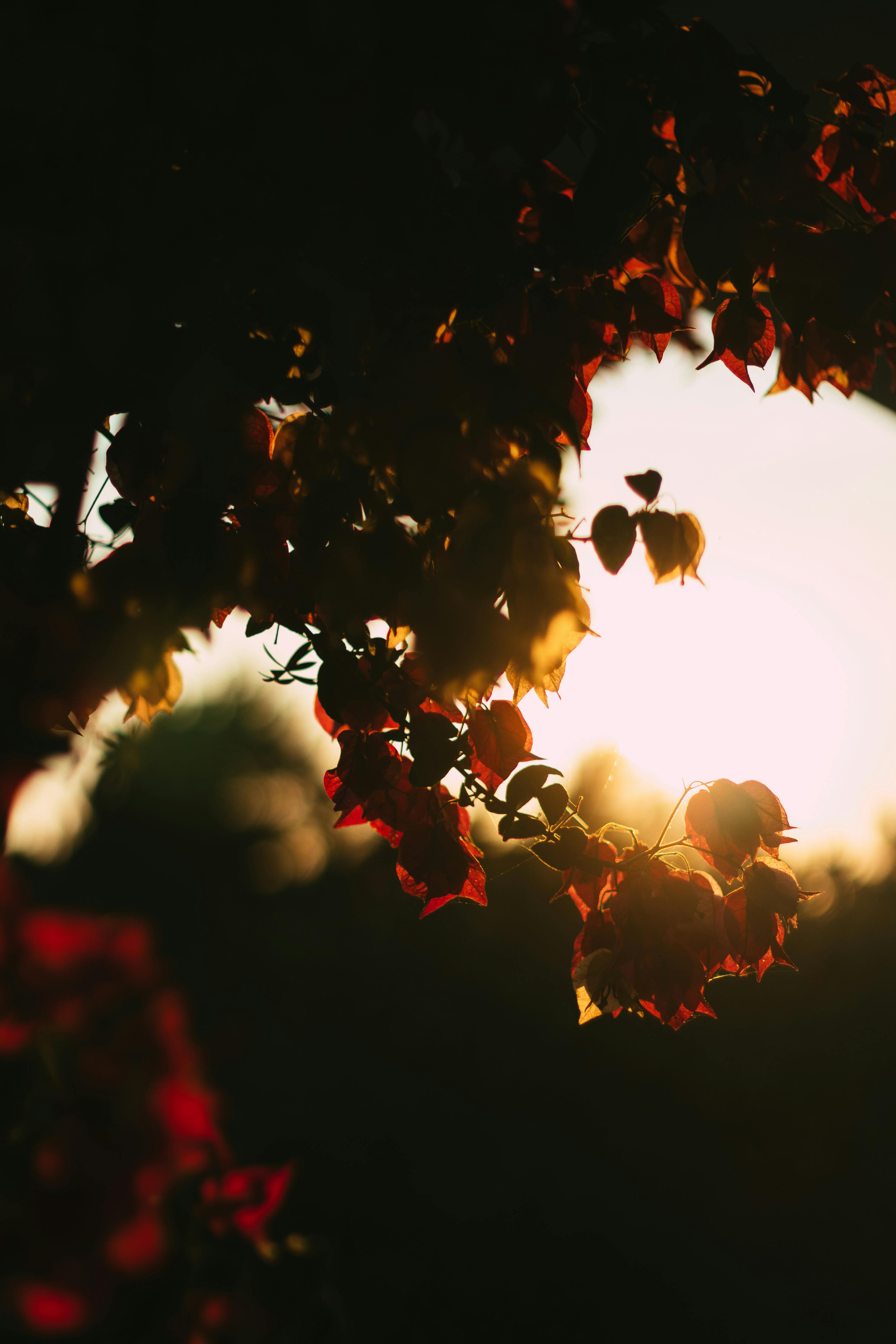 Bougainvillea flowers silhouetted against a warm sunset, creating a serene nature scene.