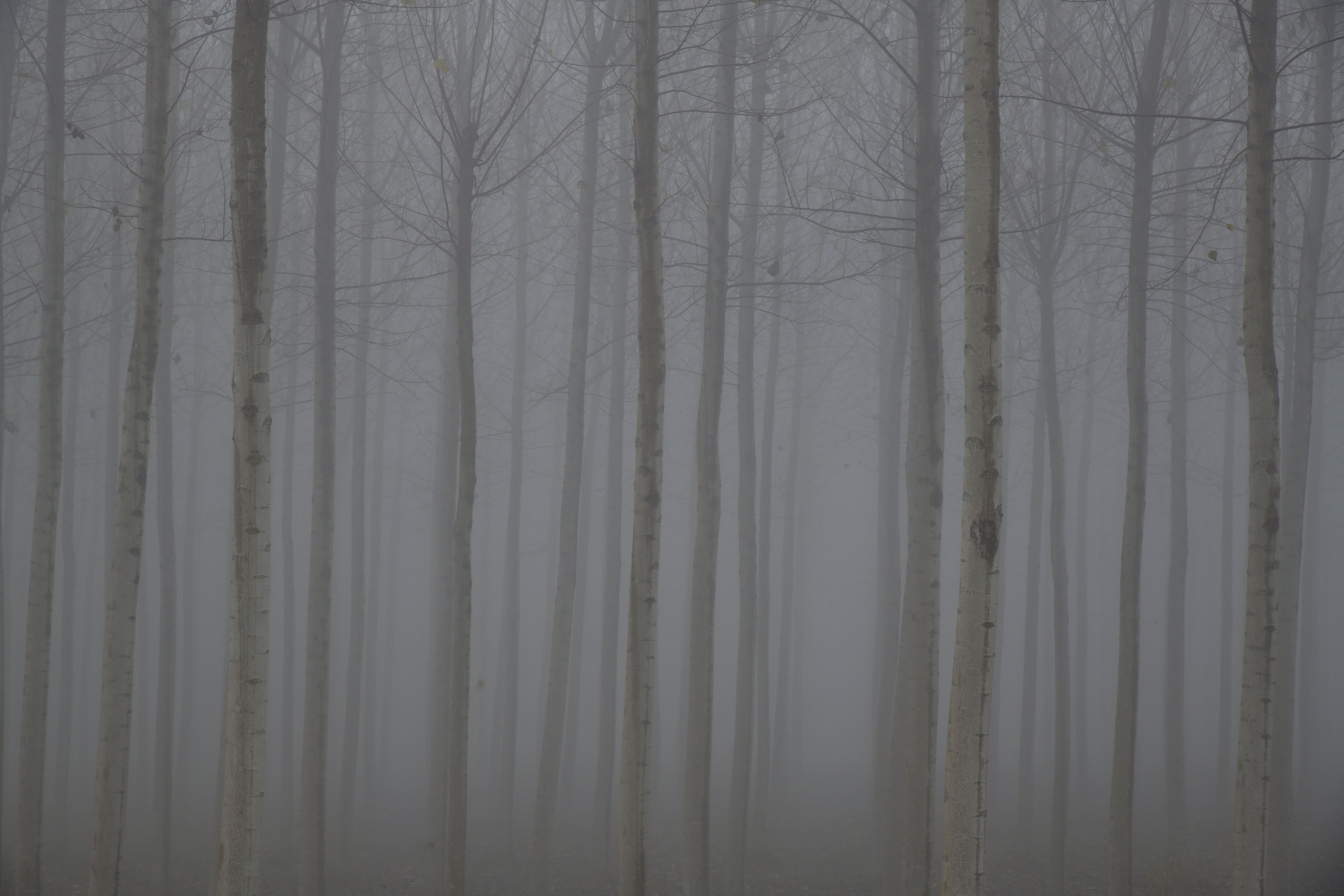 A Foggy Forest With Tall Trees · Free Stock Photo