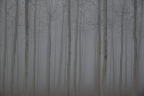 A Foggy Forest With Tall Trees