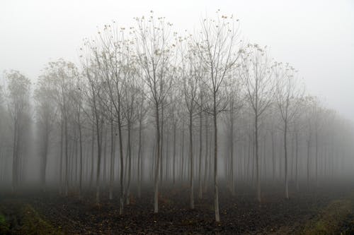 Leafless Trees in a Forest