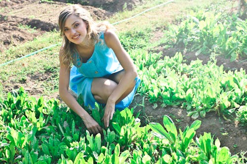 女人种植蔬菜的照片