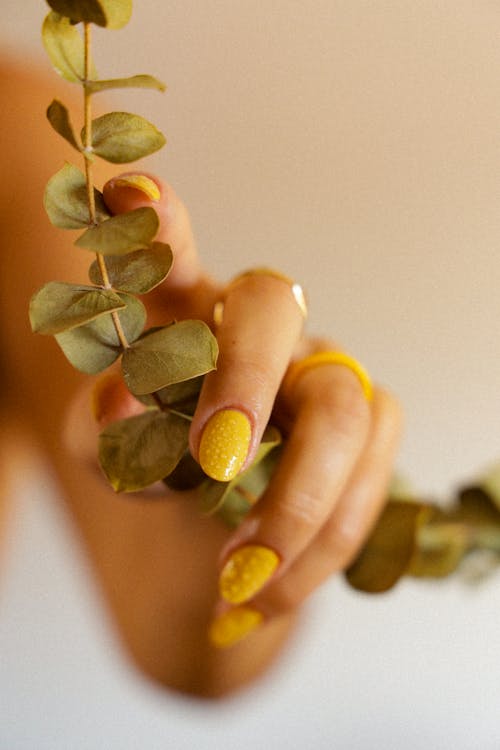 Hand of a Person Holding a Stem With Green Leaves