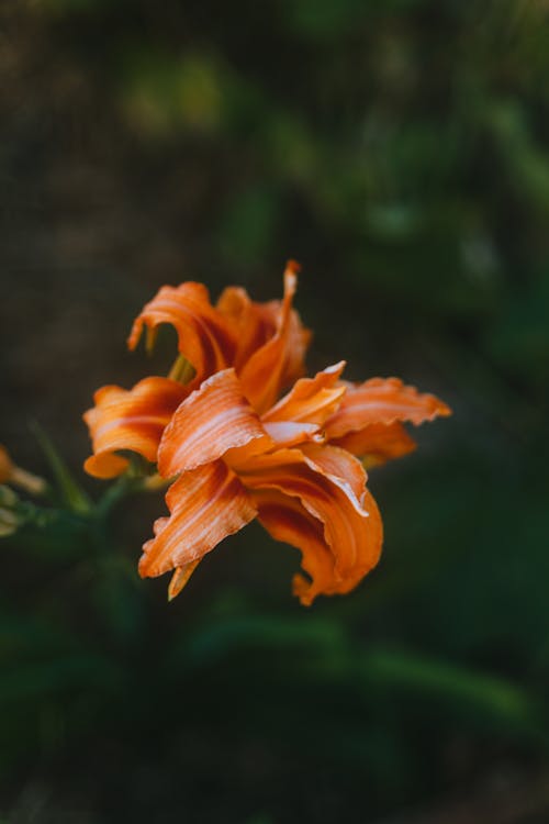 Gratis arkivbilde med appelsin, blomst, blomstre