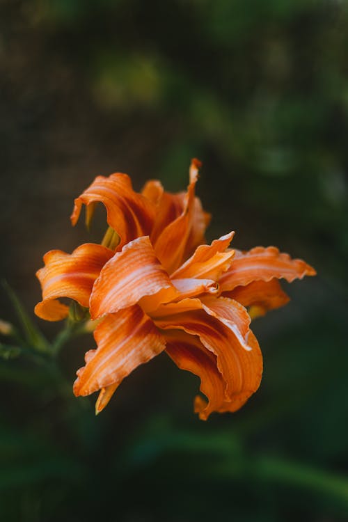 Fotobanka s bezplatnými fotkami na tému kvet, kvet ovocného stromu, lupeň