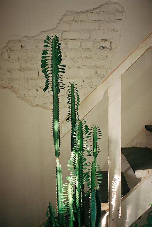 Immagine gratuita di cactus, corrimano, muro bianco