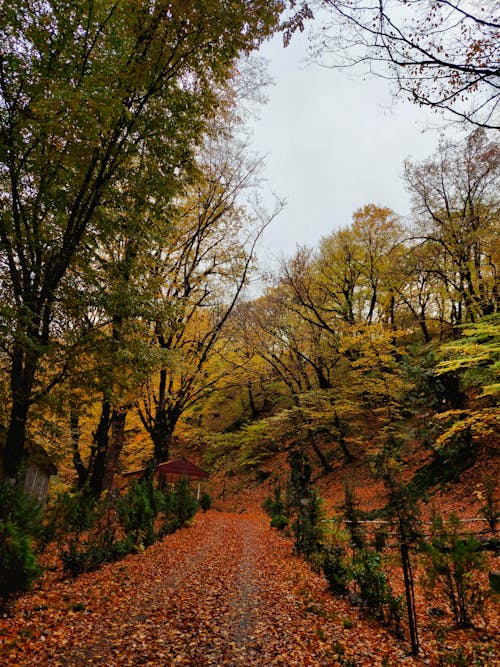 Free stock photo of autumn, autumn atmosphere, autumn mood forest