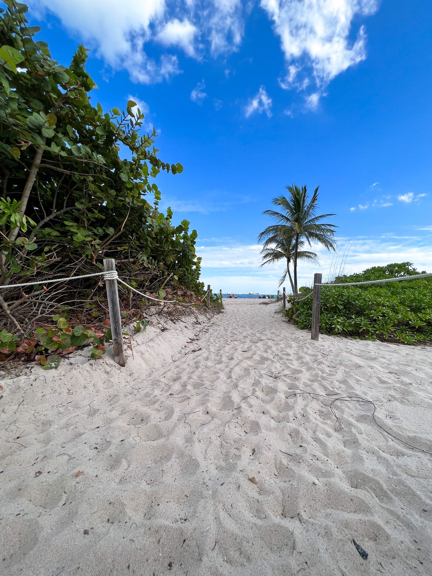 Paseo flanqueado por palmeras que conduce a la playa de Fort Lauderdale