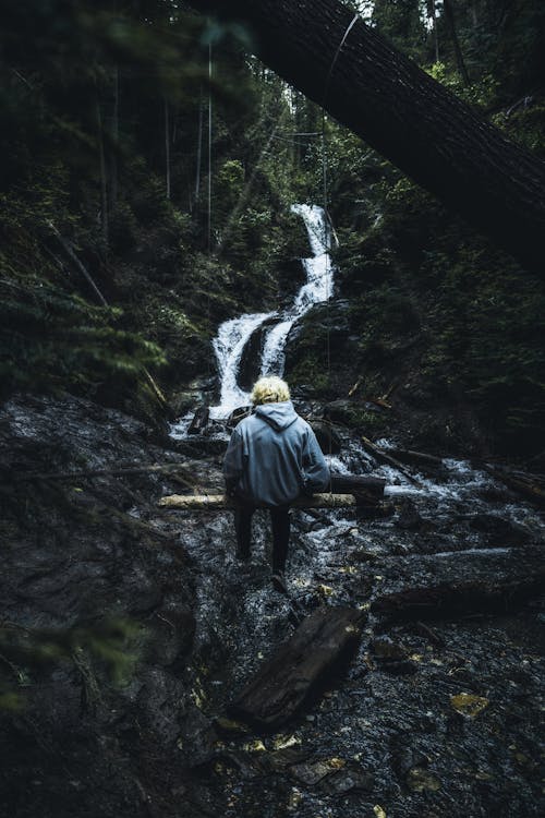 Gratis stockfoto met achteraanzicht, avonturier, Bos