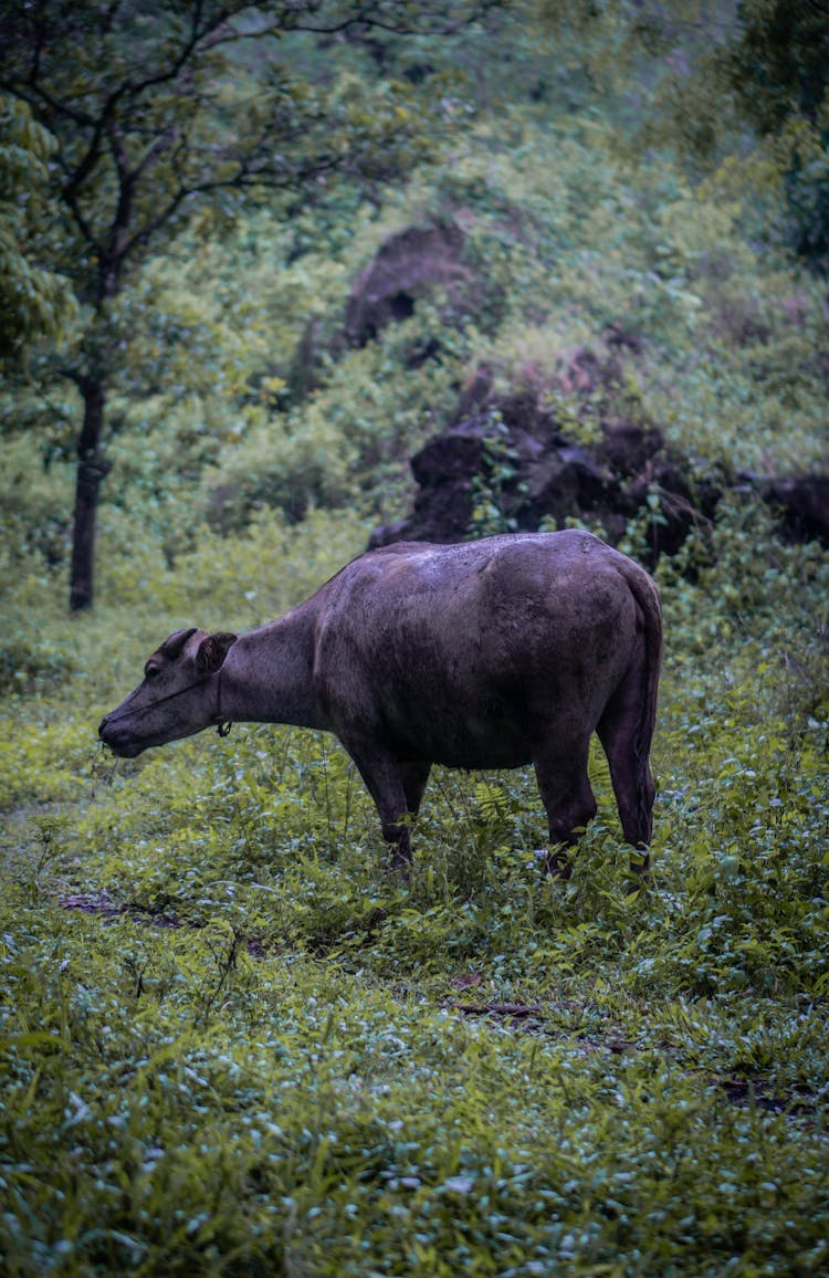 Carabao Standing On Grass