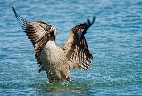 Goose on Body of Water