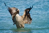 Free stock photo of animal, bird, canada goose
