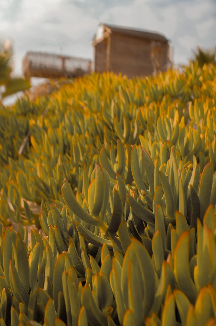 Curio Ficoides, Mount Everest Plant 