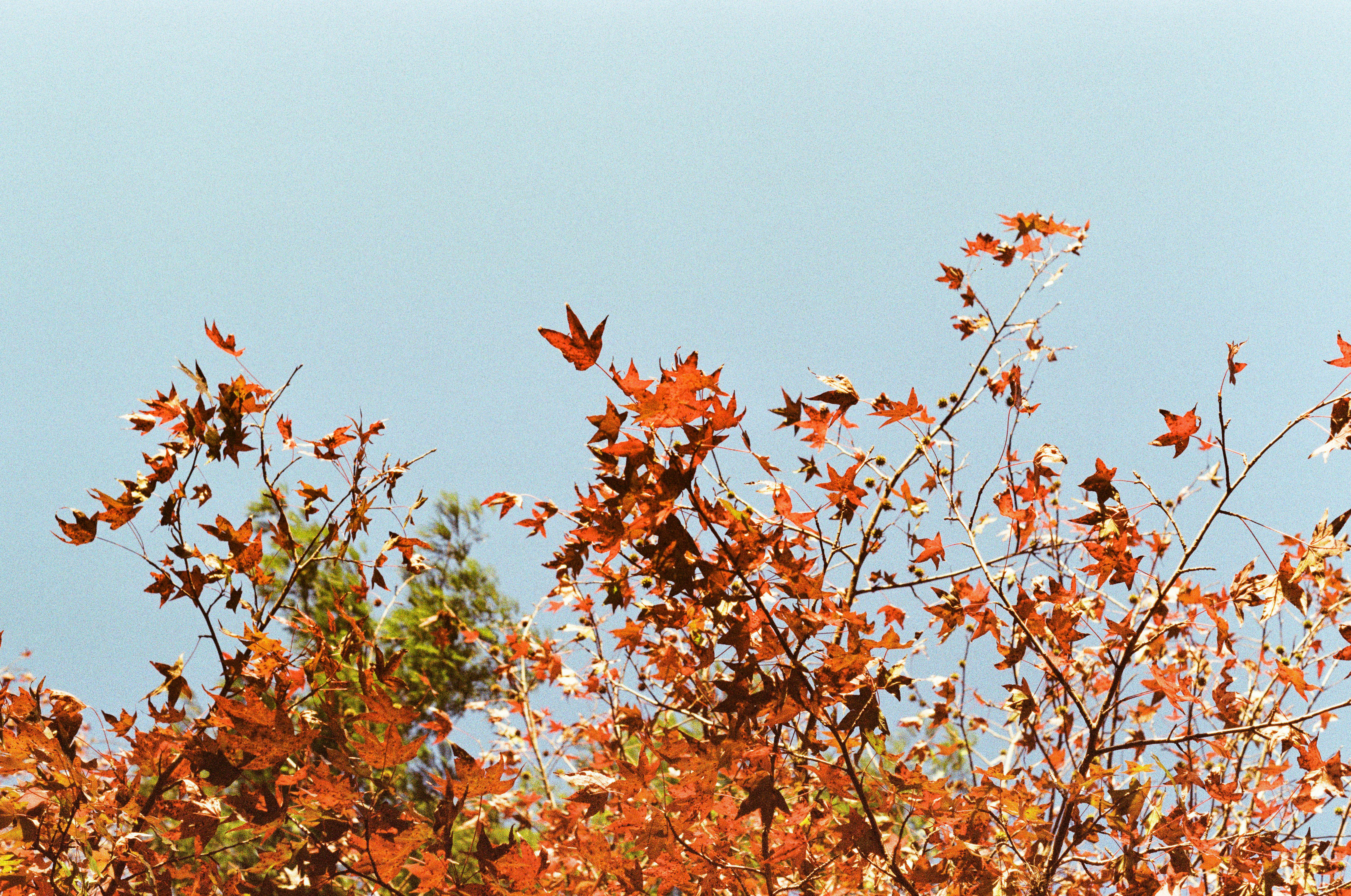 Beautiful orange maple leaves in fall foliage against a clear blue sky.