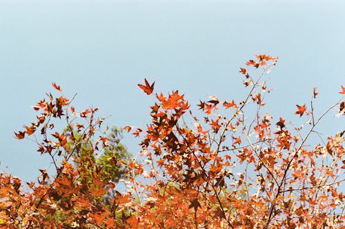 Maple Tree in Autumn Leaves 