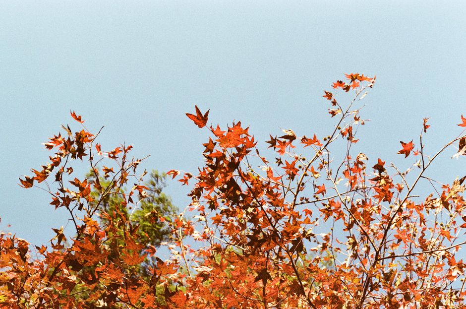 Beautiful orange maple leaves in fall foliage against a clear blue sky.
